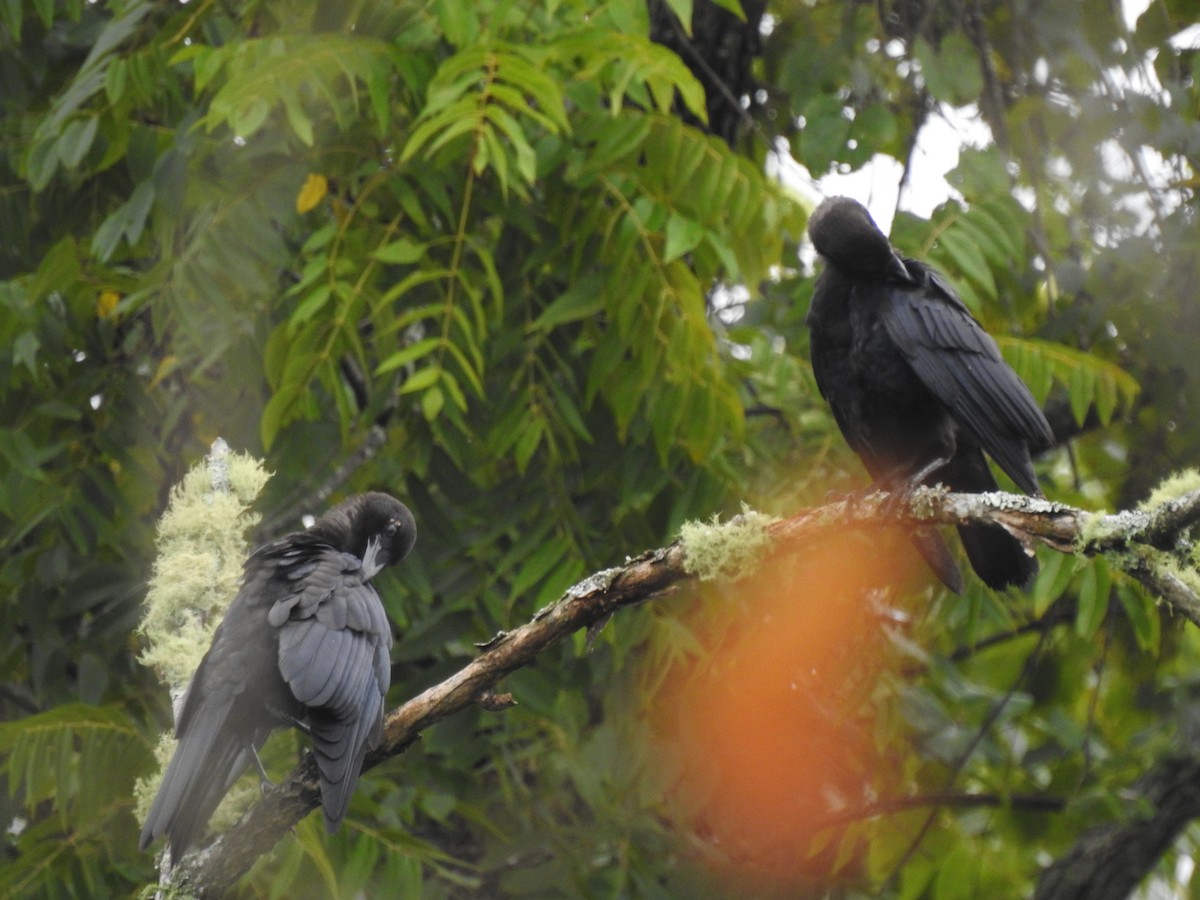 American Crow - ML362232431
