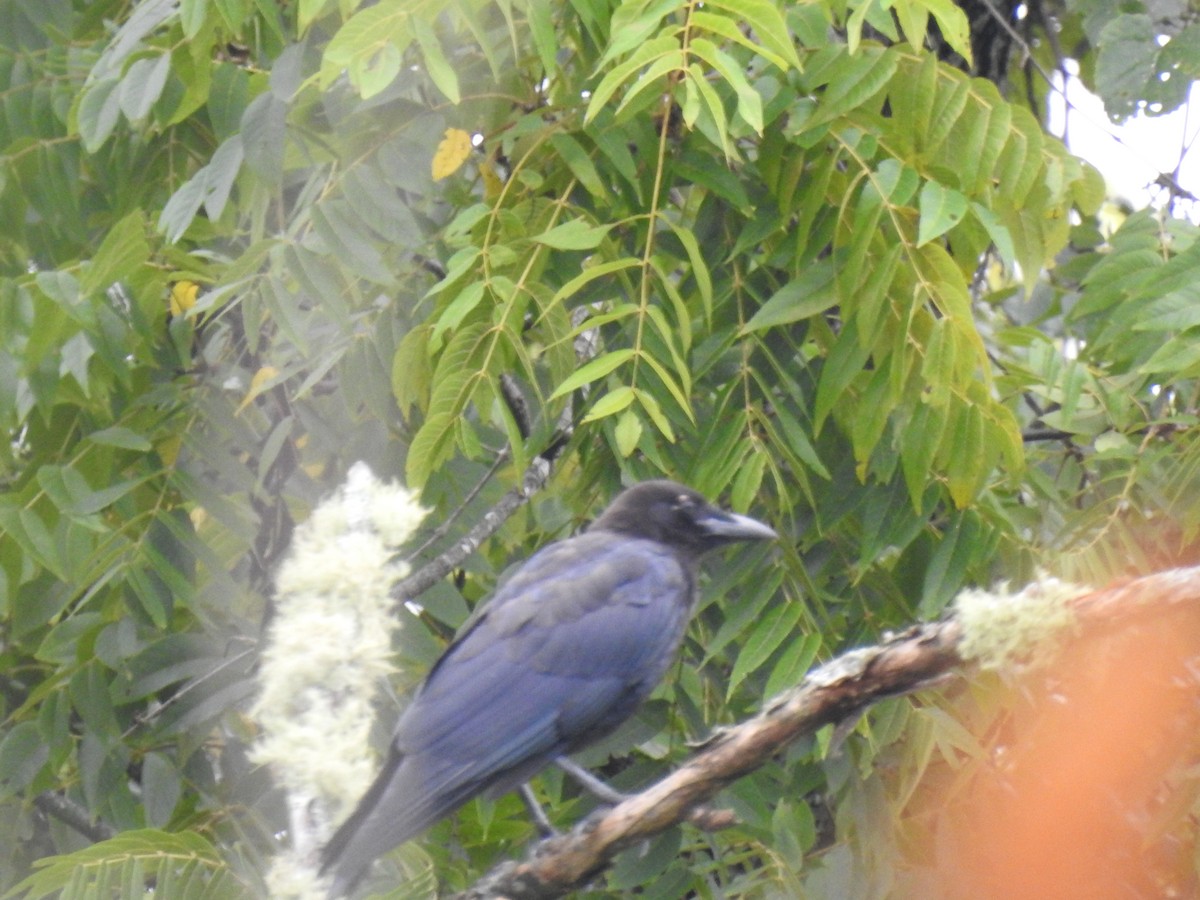 American Crow - ML362232511