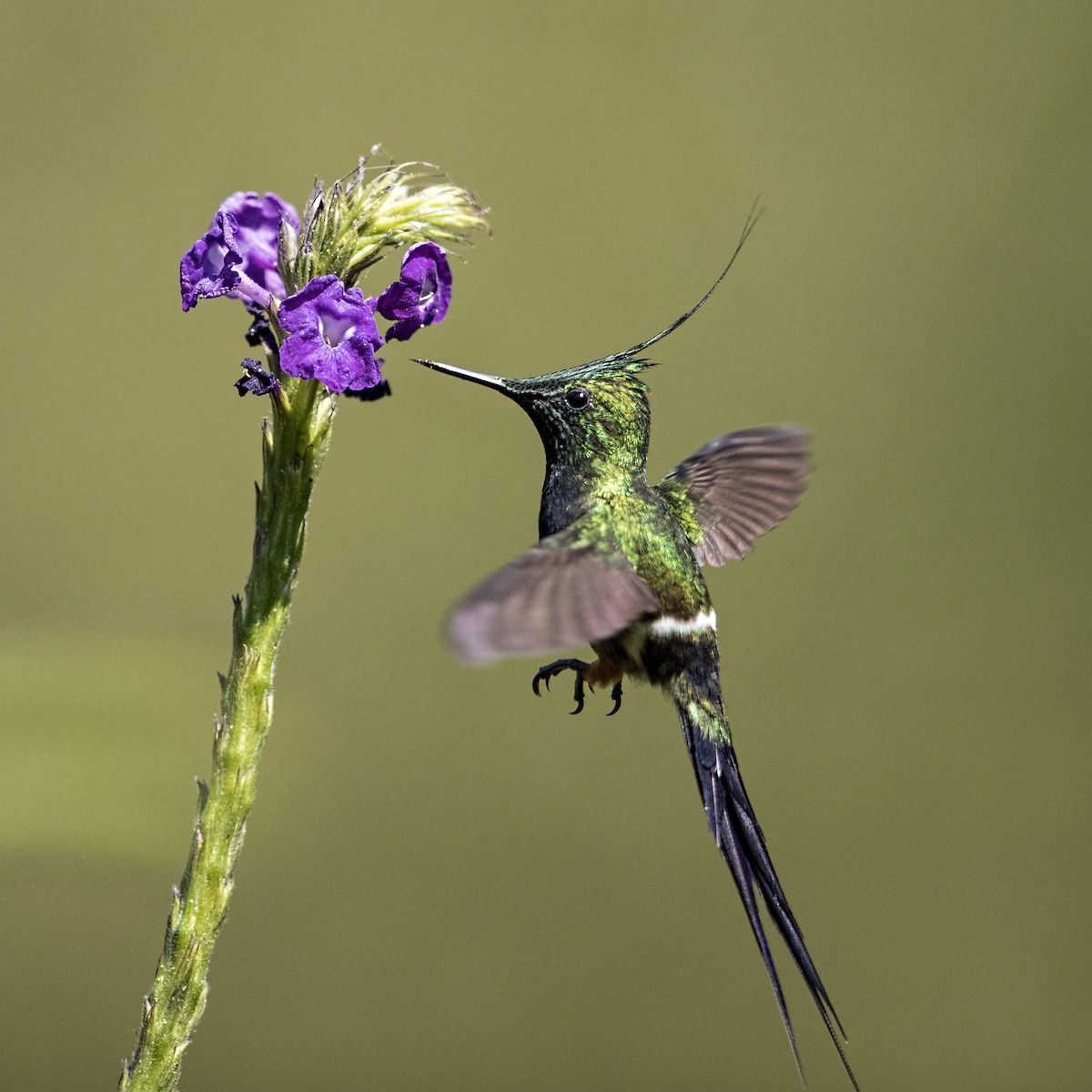 kolibřík ostrochocholatý - ML36223301