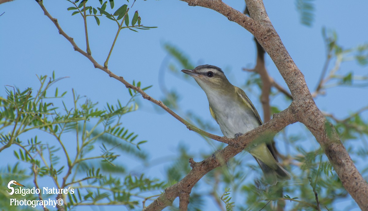 Red-eyed Vireo - ML36223321