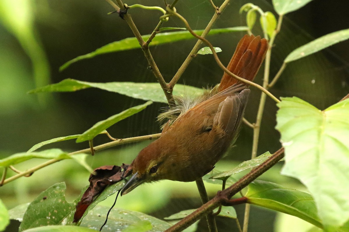 Russet Antshrike - ML362233451