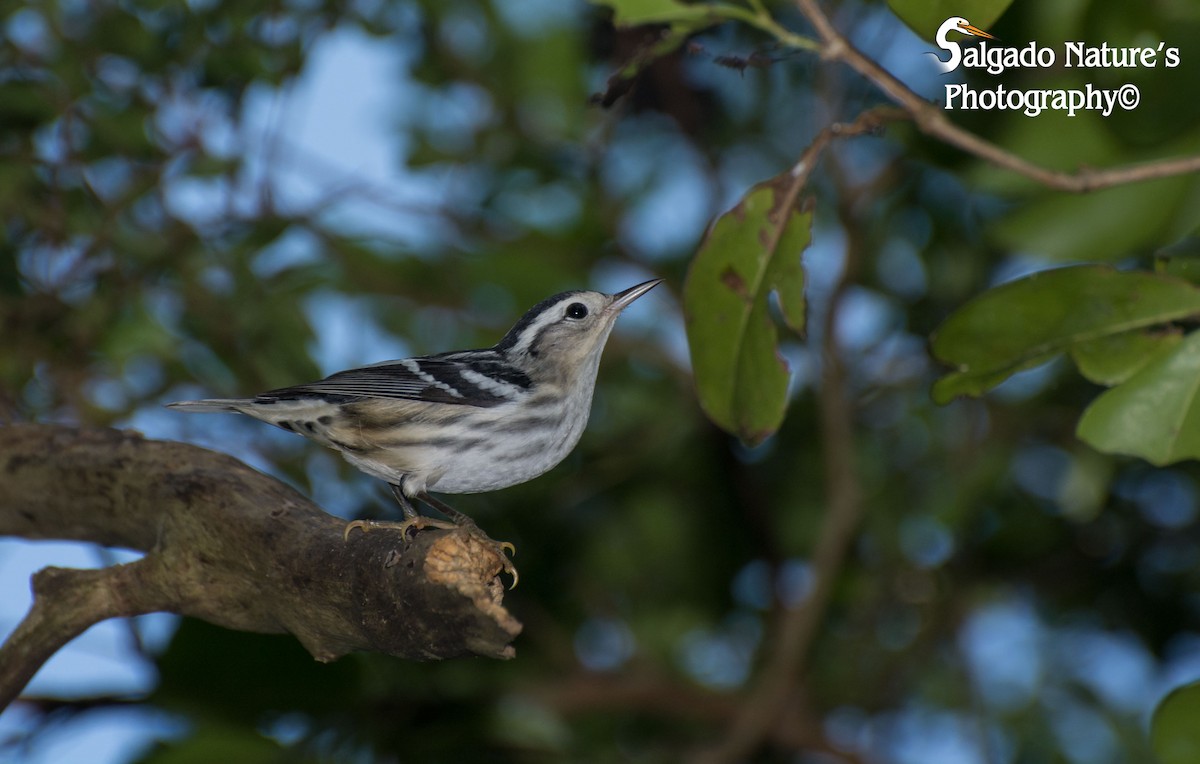 Black-and-white Warbler - ML36223371