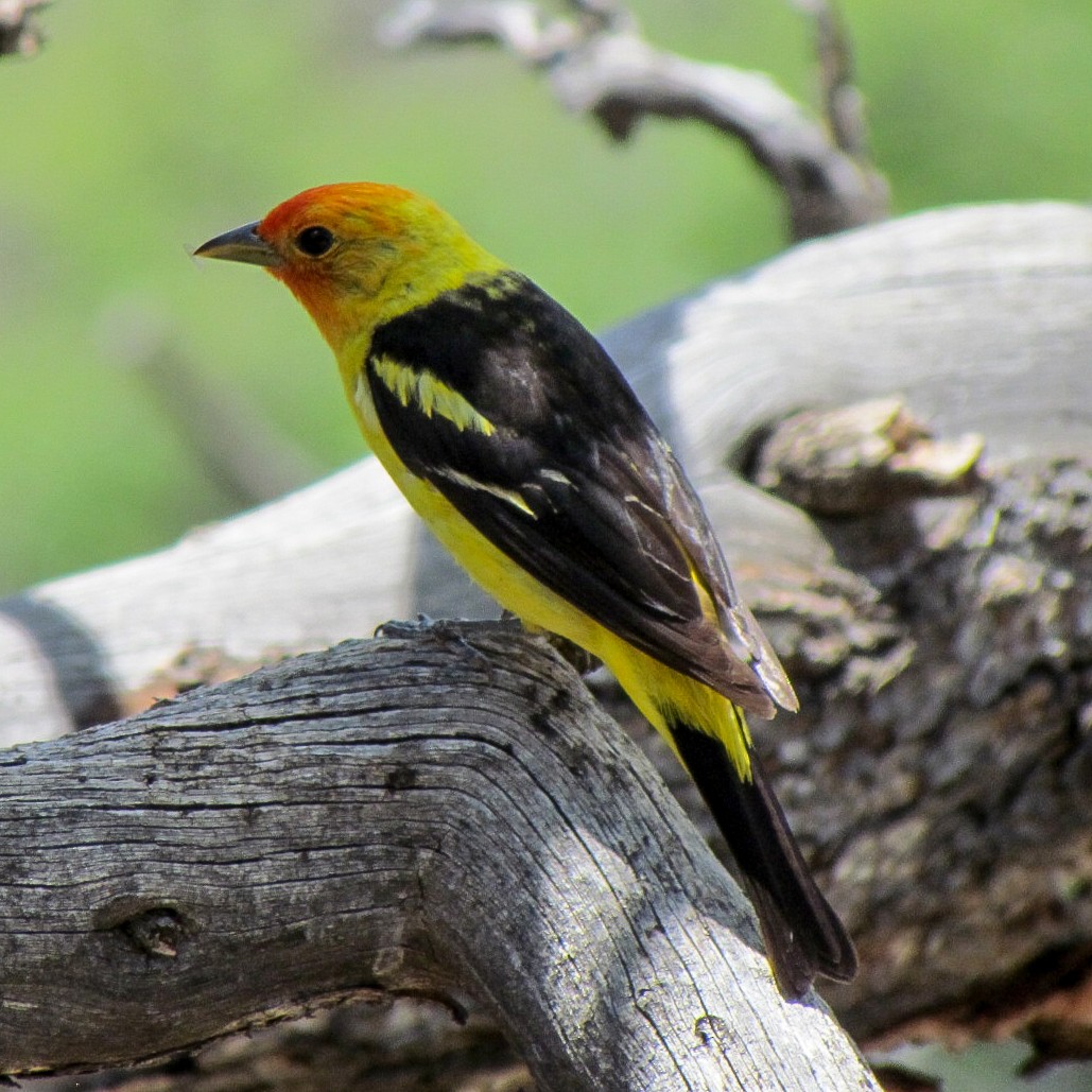 Western Tanager - ML36223391