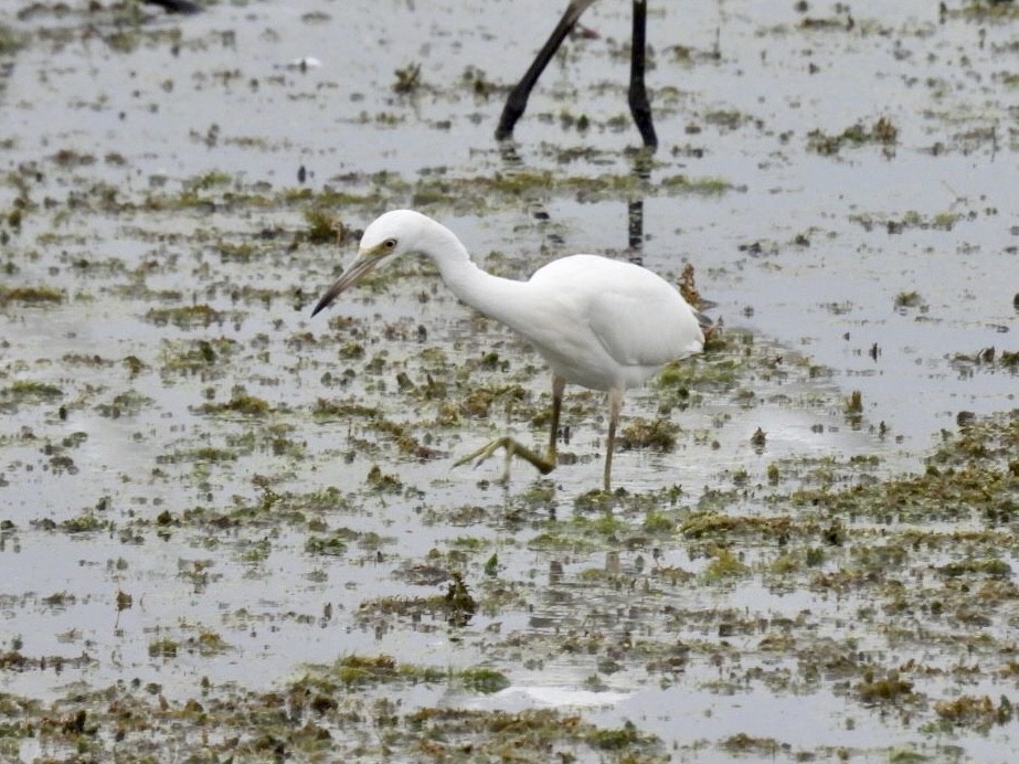 Little Blue Heron - Kathleen Ashman