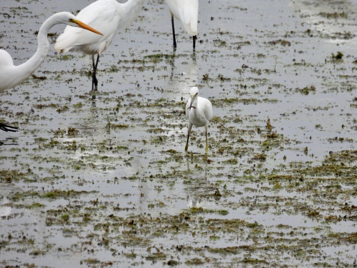 Little Blue Heron - ML362234161