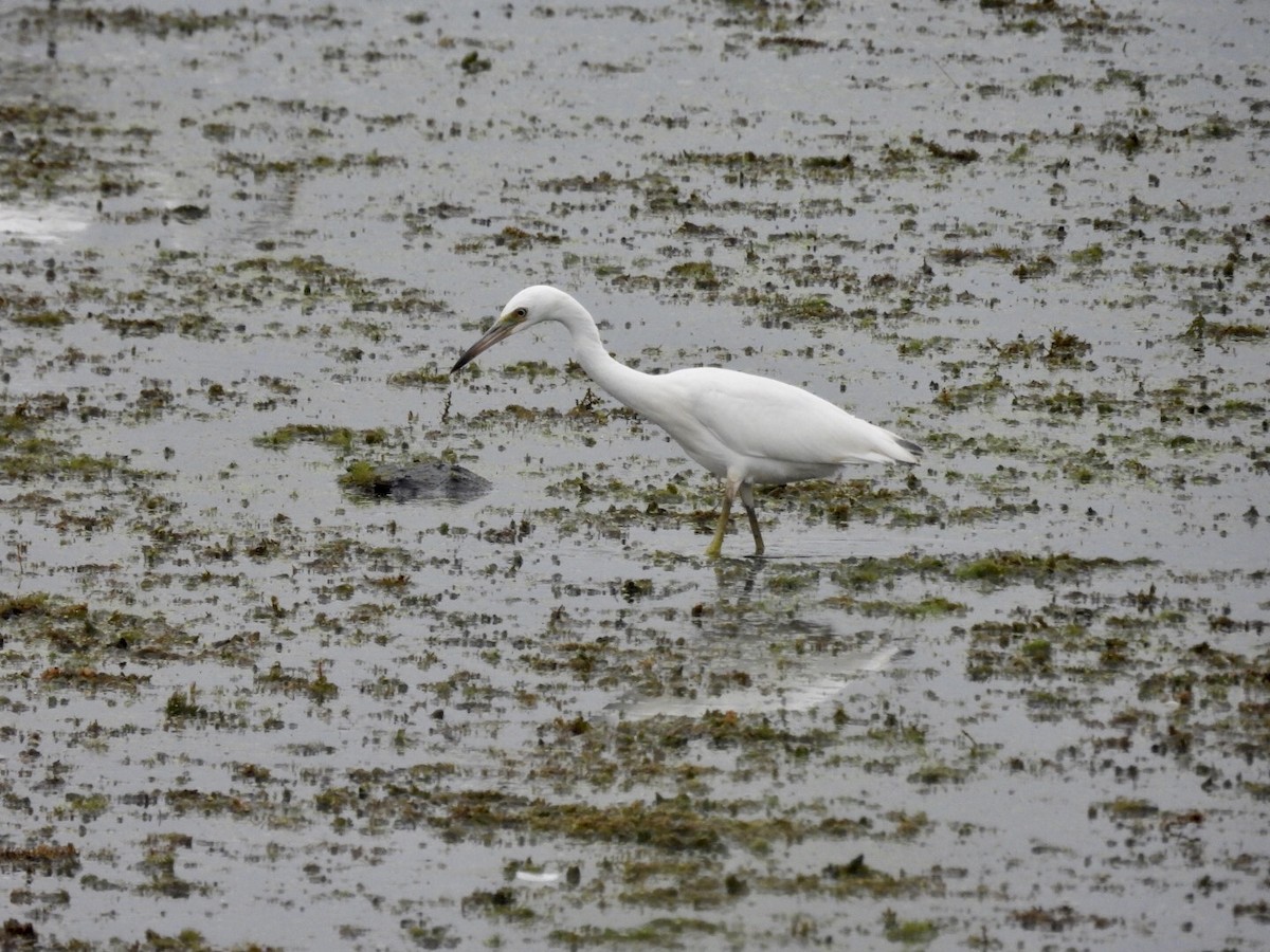 Little Blue Heron - ML362234191