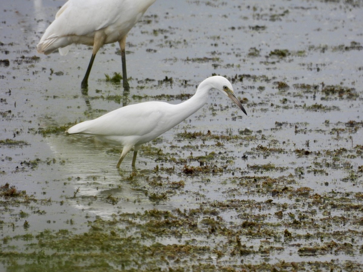 Little Blue Heron - ML362234211