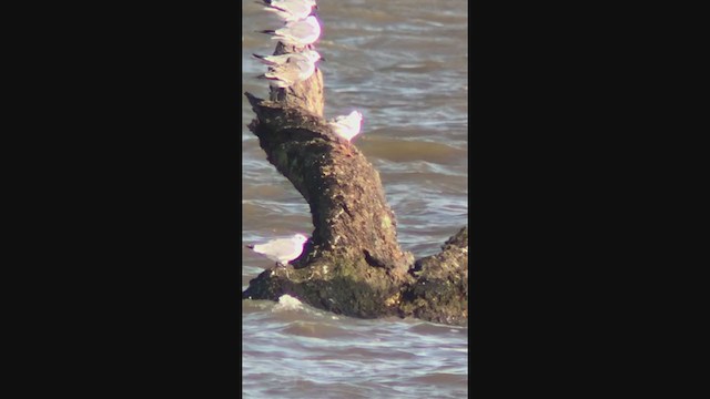 Black-headed Gull - ML362234651