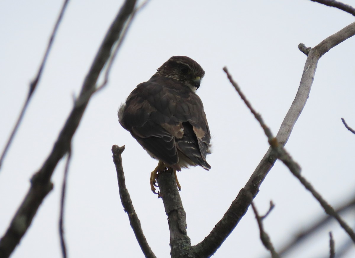 Підсоколик малий - ML362237151
