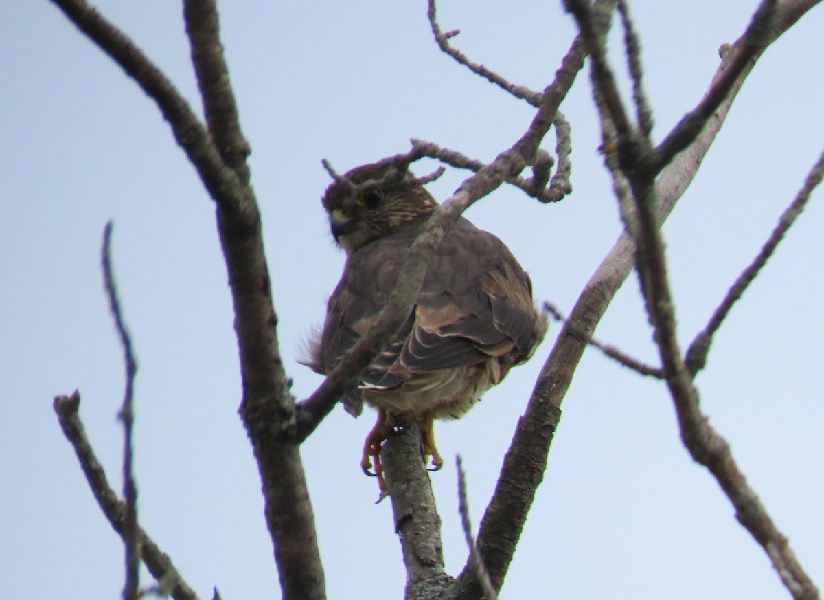 Підсоколик малий - ML362237161