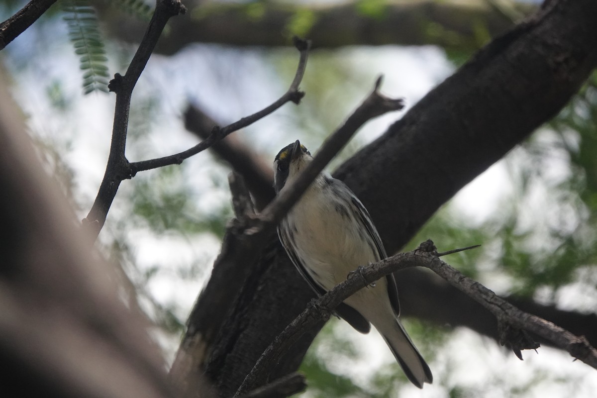 Black-throated Gray Warbler - Sharon Goldwasser