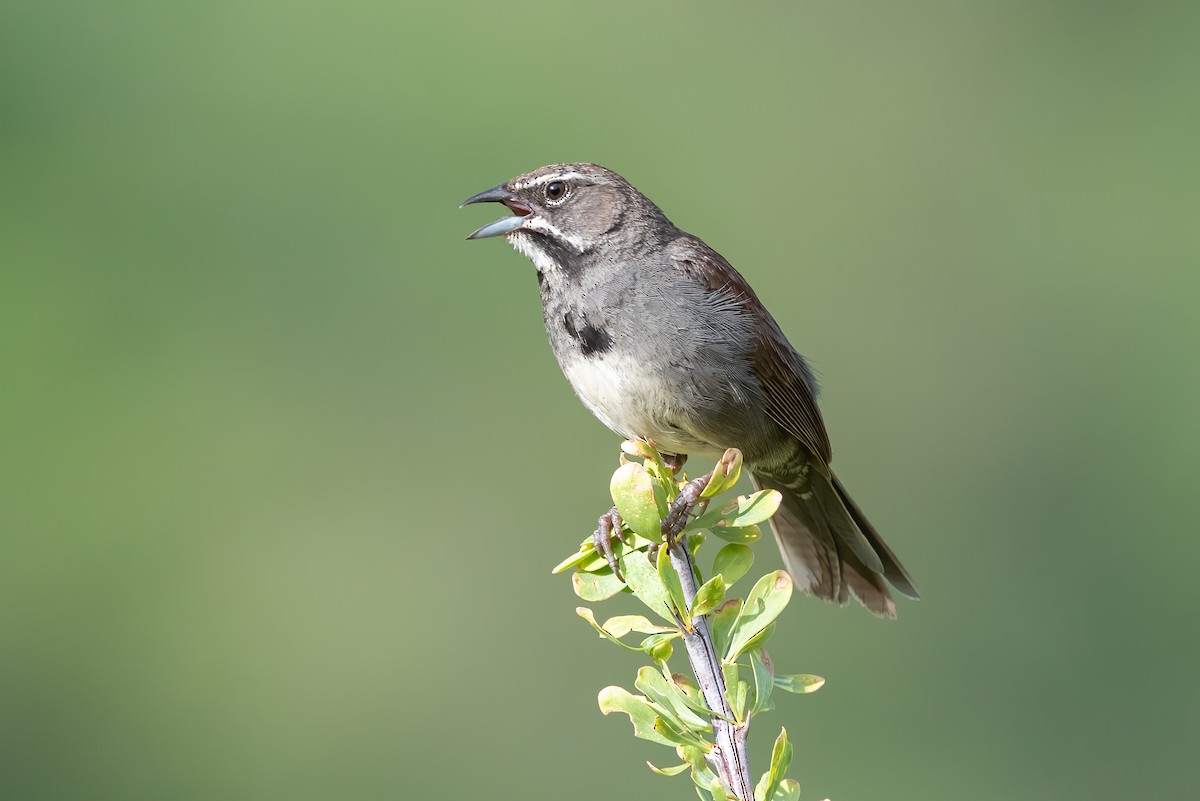 Five-striped Sparrow - ML362239681