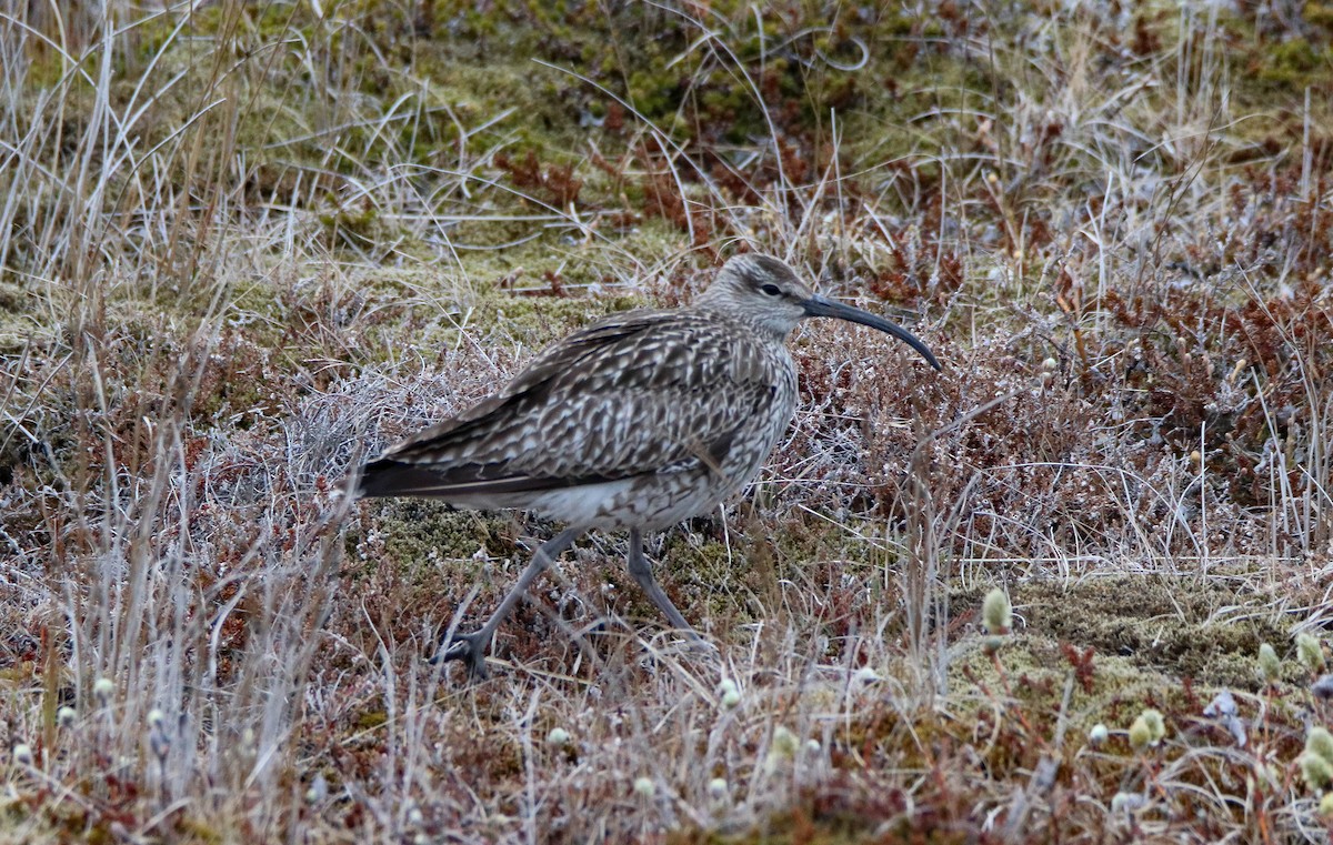 Whimbrel - ML362239881