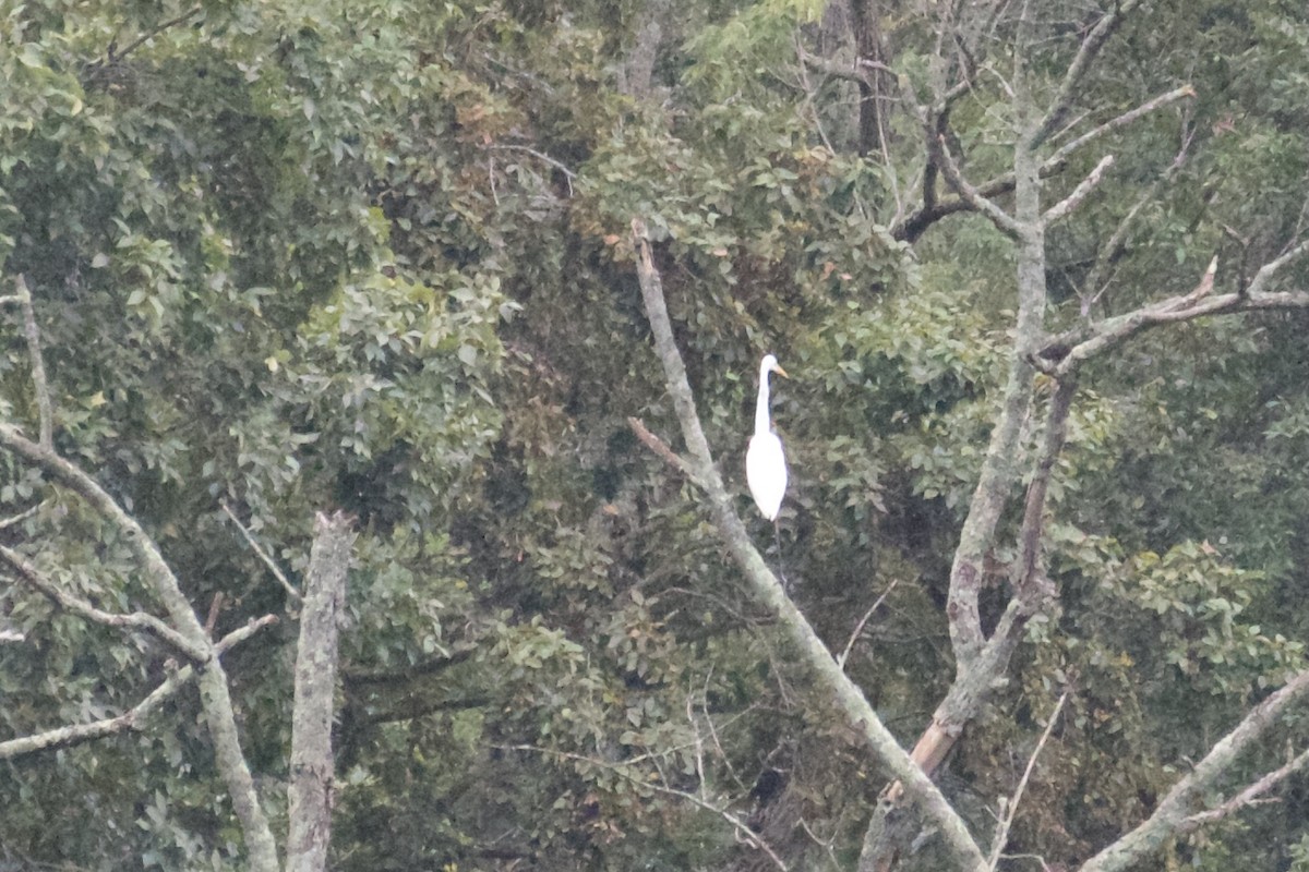 Цасч дэглий - ML362240891