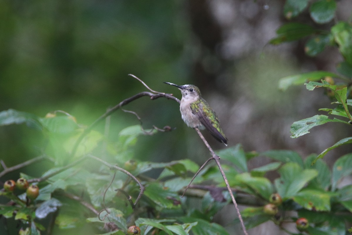 Ruby-throated Hummingbird - ML362240941