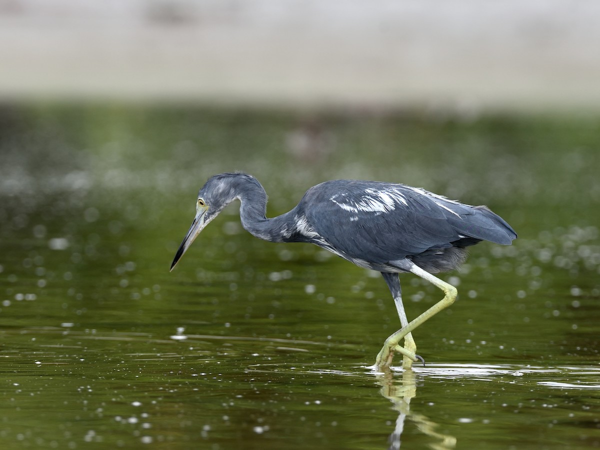 Little Blue Heron - ML362242411