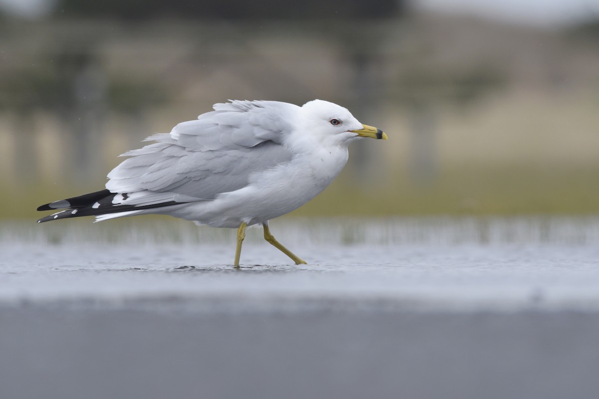 Ring-billed Gull - ML362242451