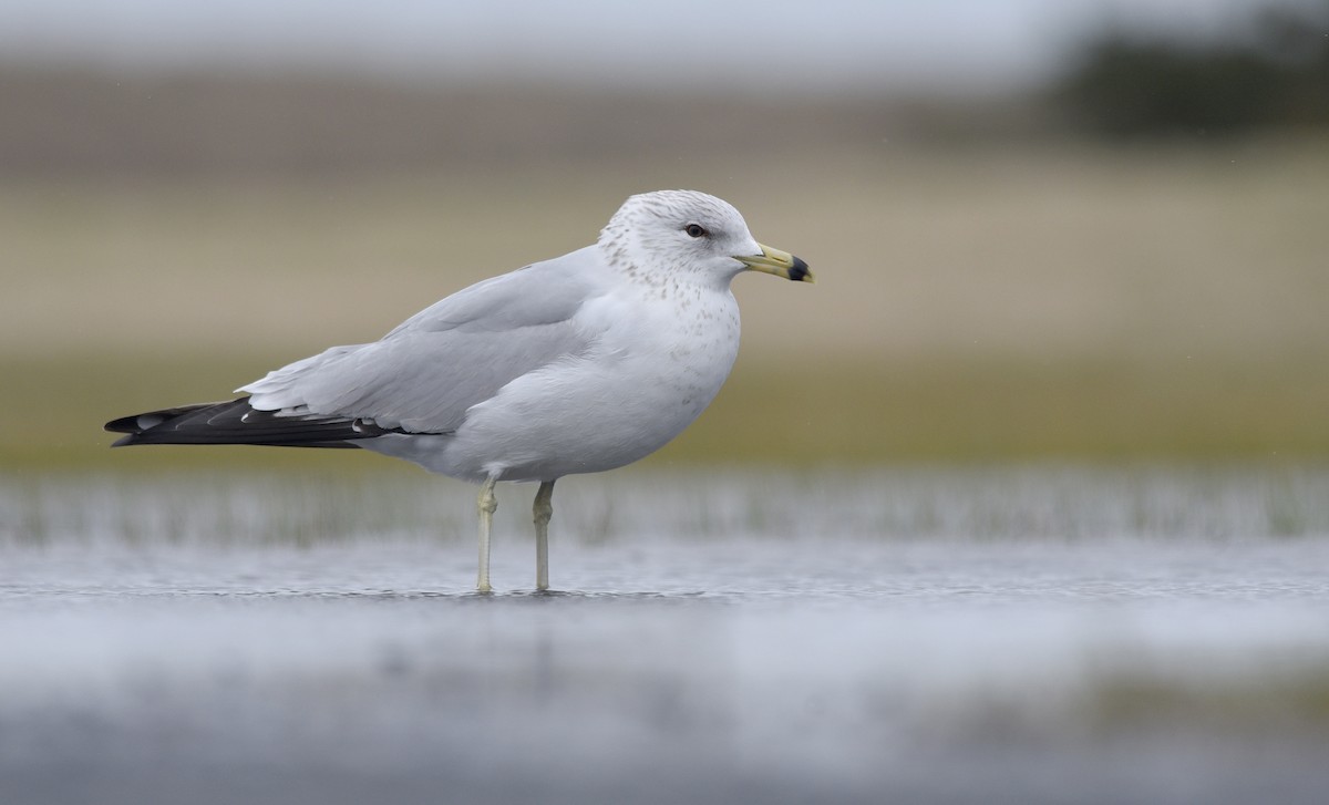 Ring-billed Gull - Daniel Irons