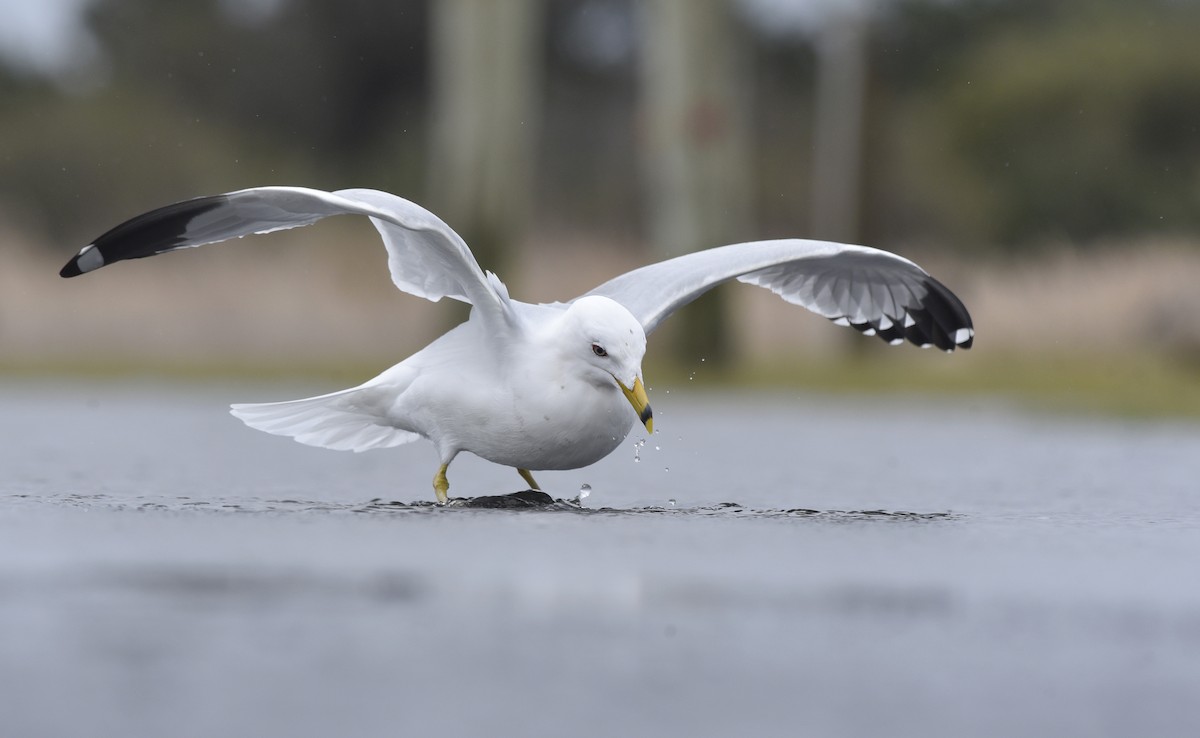 Ring-billed Gull - Daniel Irons