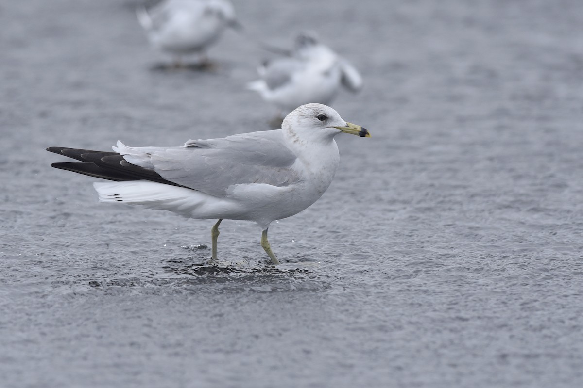 Ring-billed Gull - ML362242501