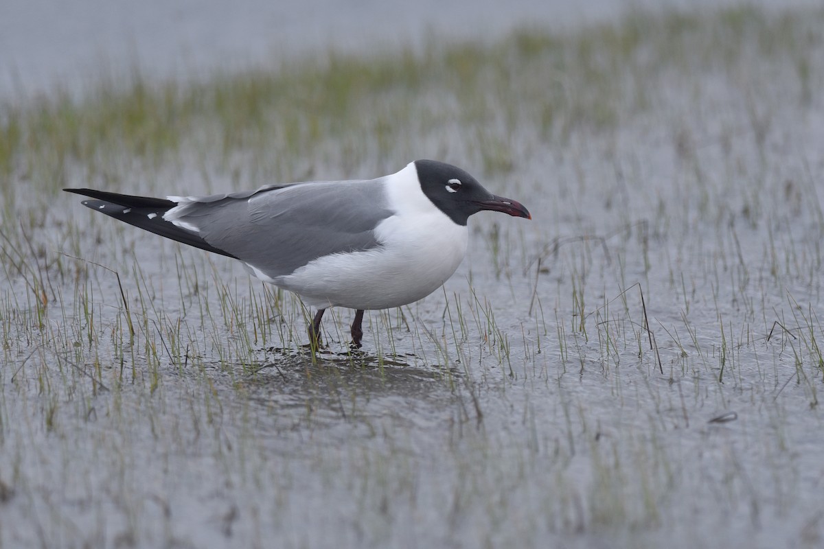 Laughing Gull - ML362242711