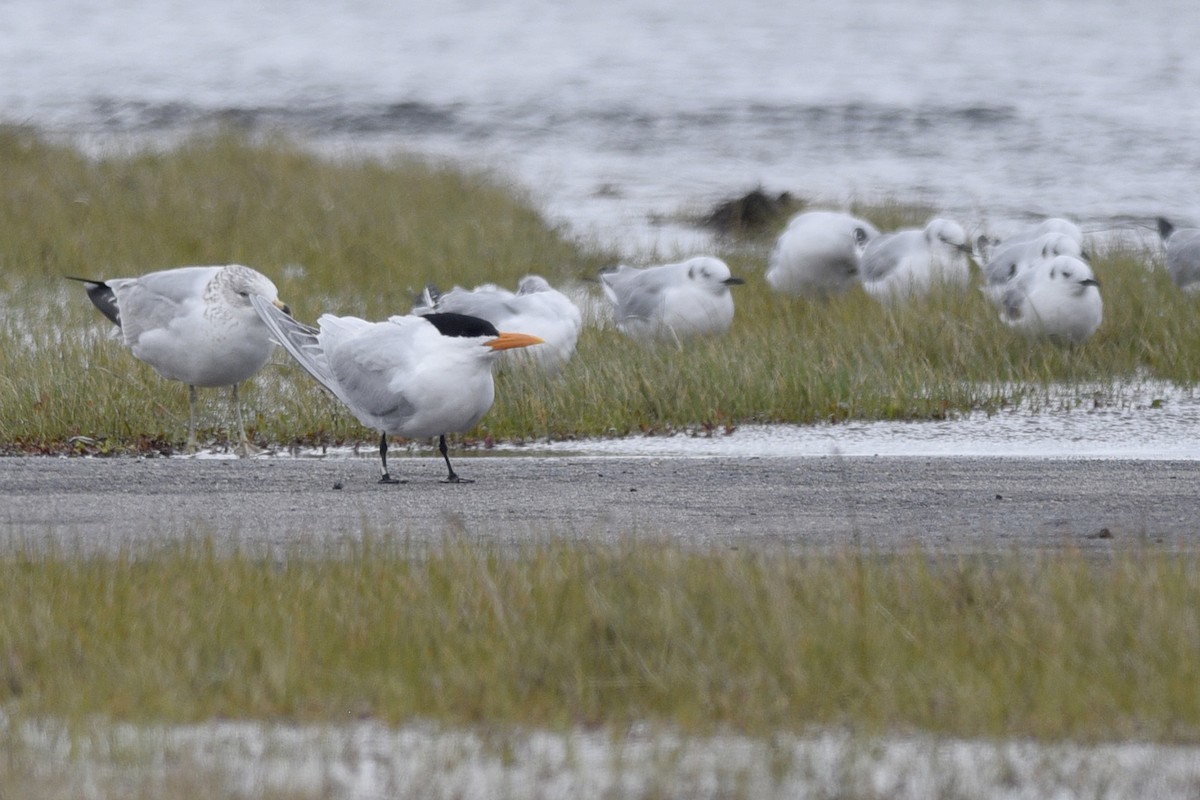 Royal Tern - ML362242751