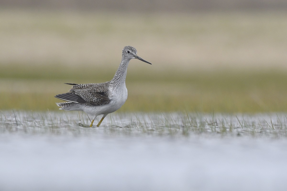 Greater Yellowlegs - ML362242791