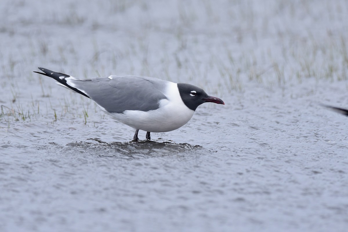 Laughing Gull - ML362242861