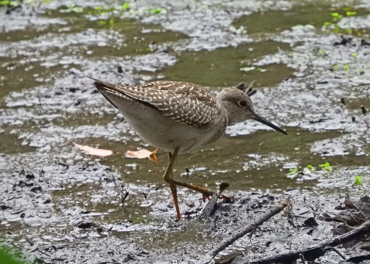 Lesser Yellowlegs - ML362242951