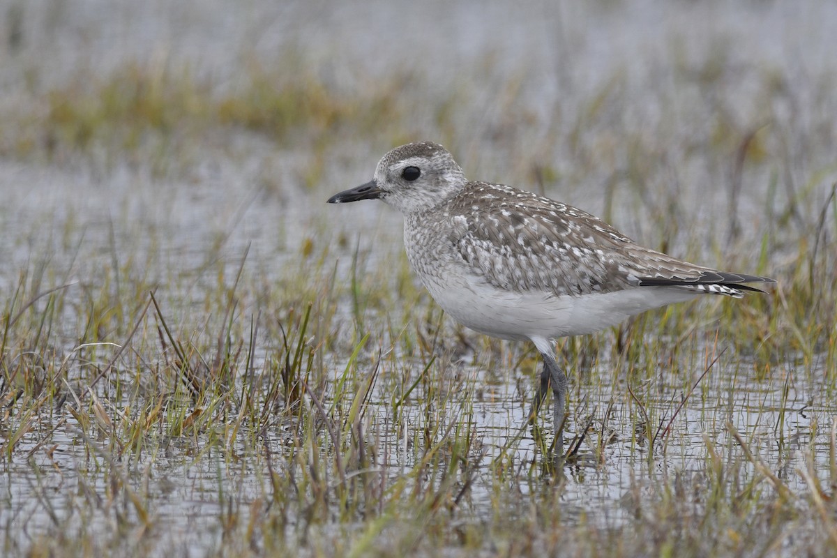 Black-bellied Plover - ML362243011