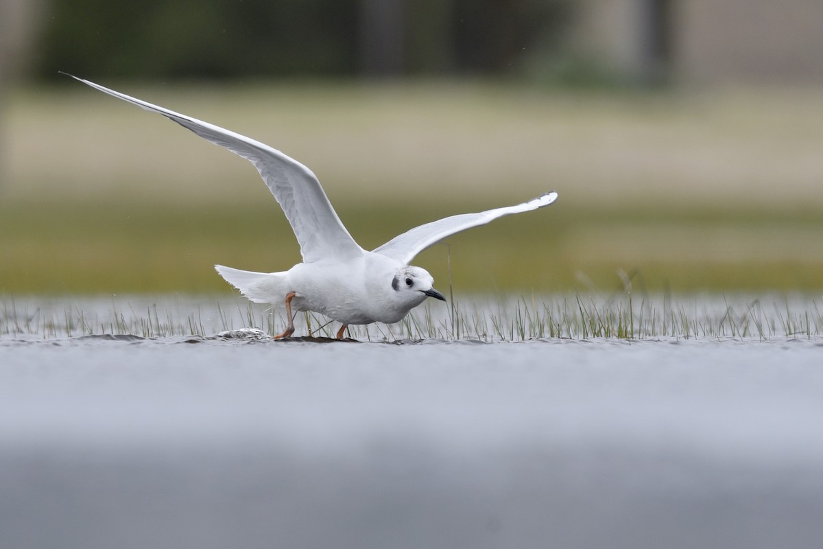 Bonaparte's Gull - Daniel Irons