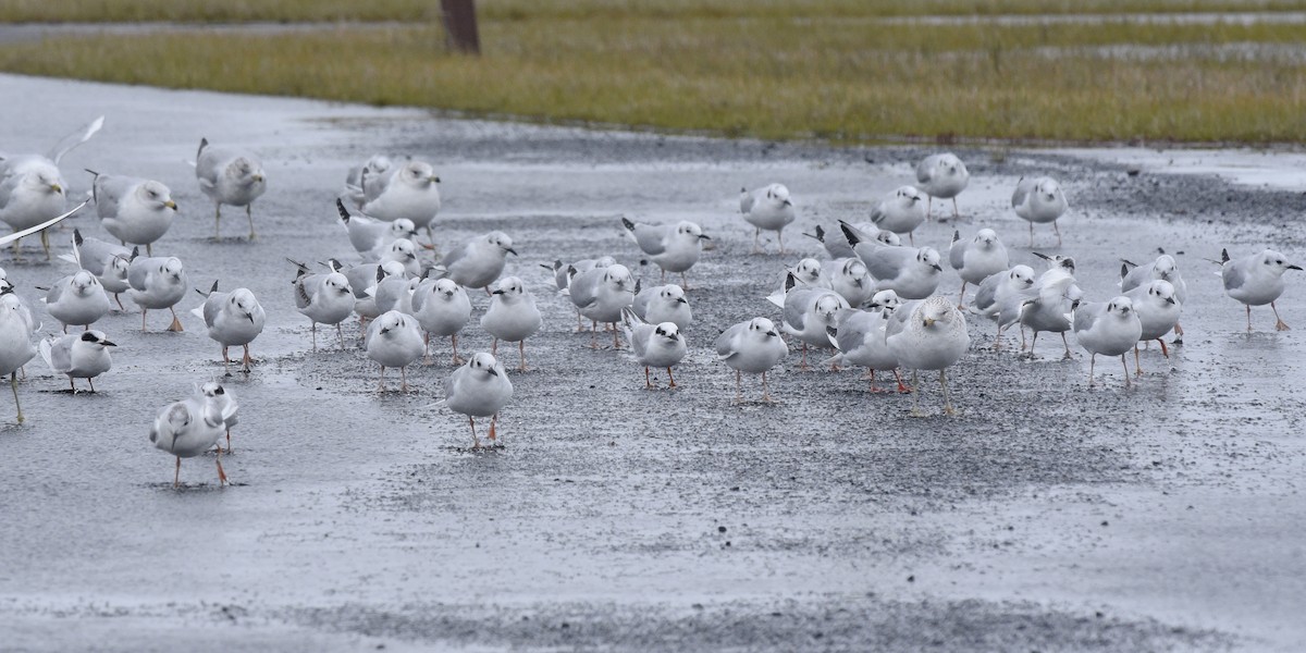 Bonaparte's Gull - ML362243131