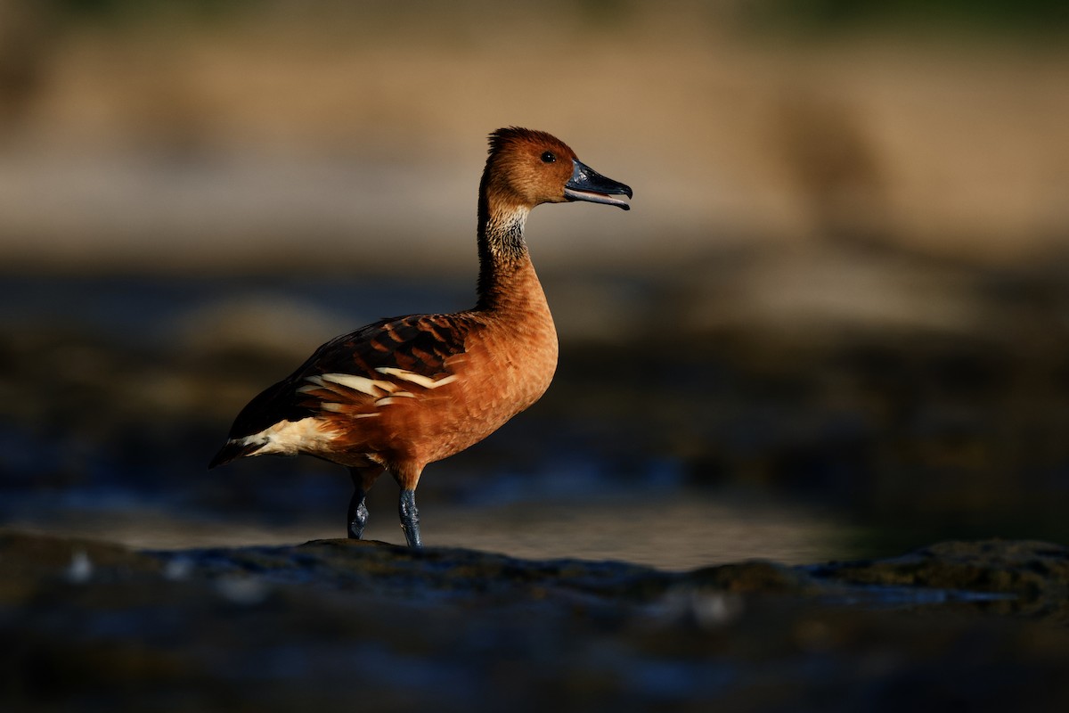 Fulvous Whistling-Duck - Jamie Baker