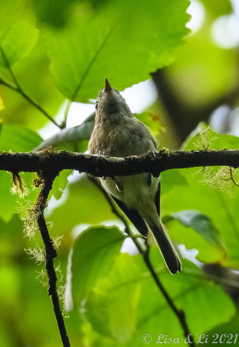 Hutton's Vireo - ML362244421