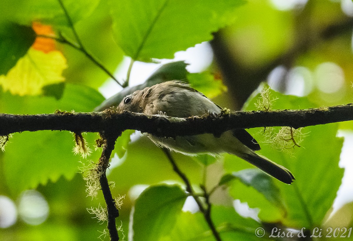 Hutton's Vireo - ML362244431