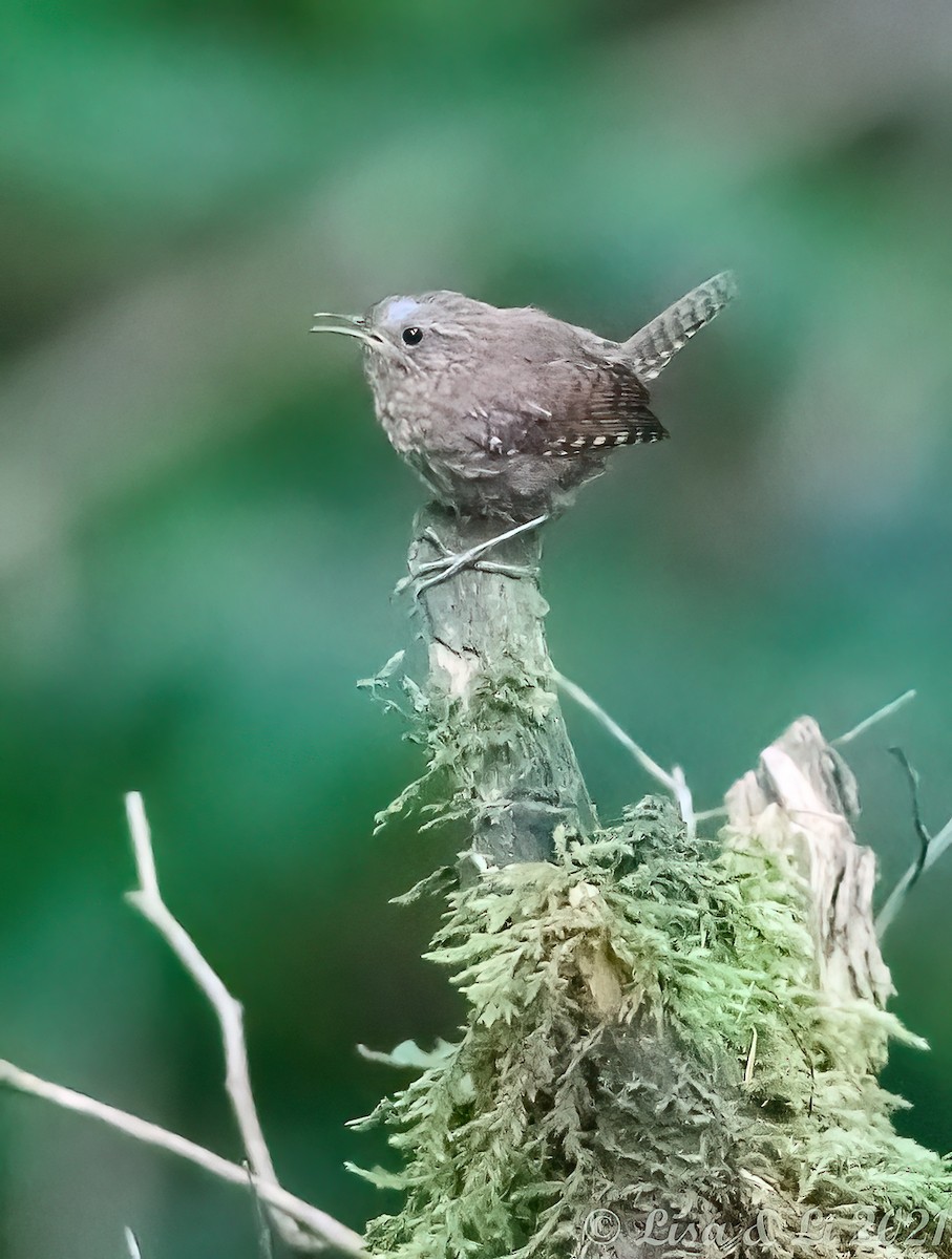 Pacific Wren - ML362244521