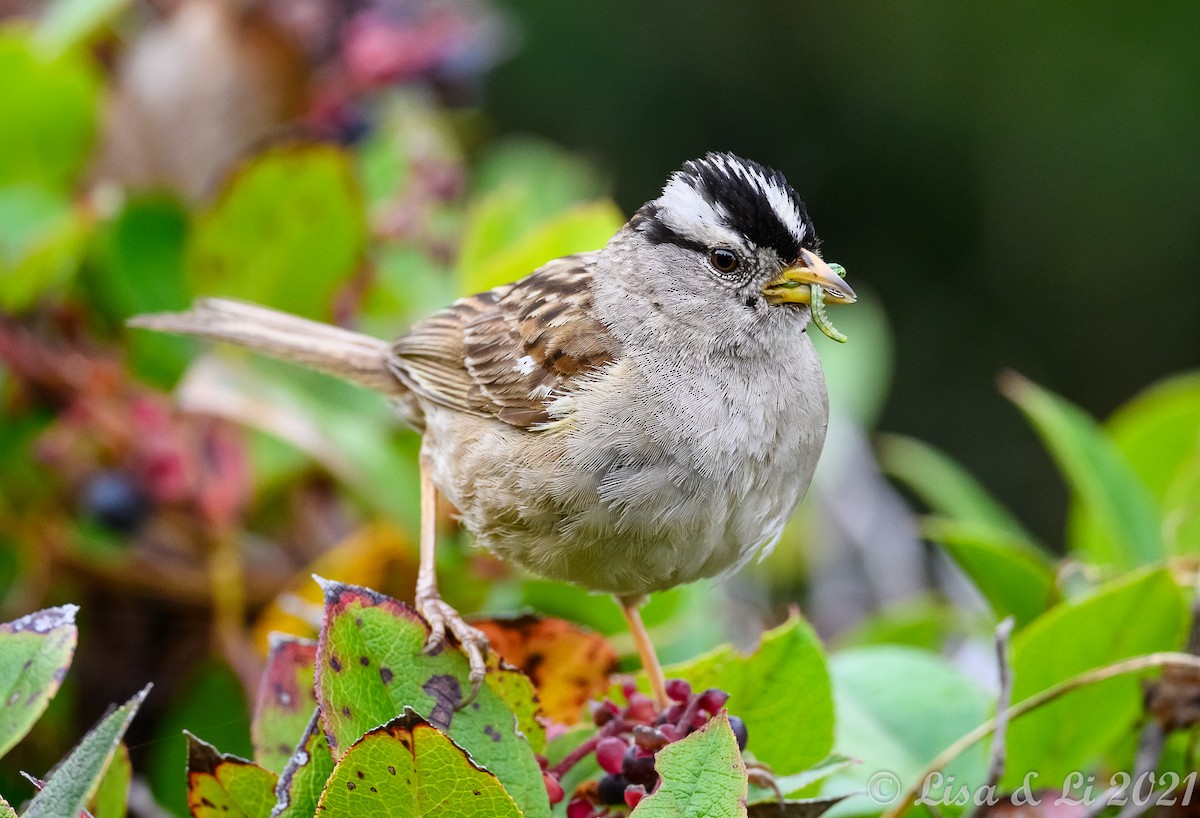White-crowned Sparrow - ML362244941