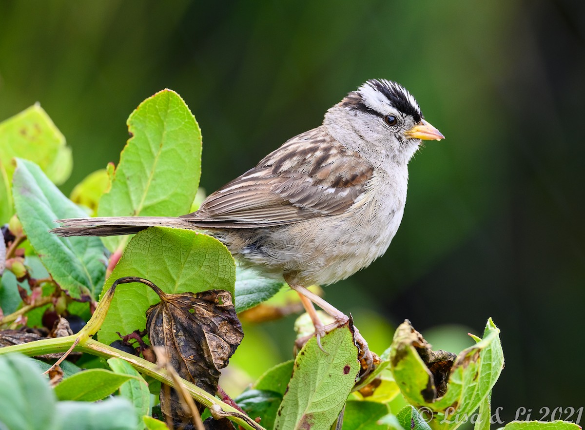 White-crowned Sparrow - ML362244951
