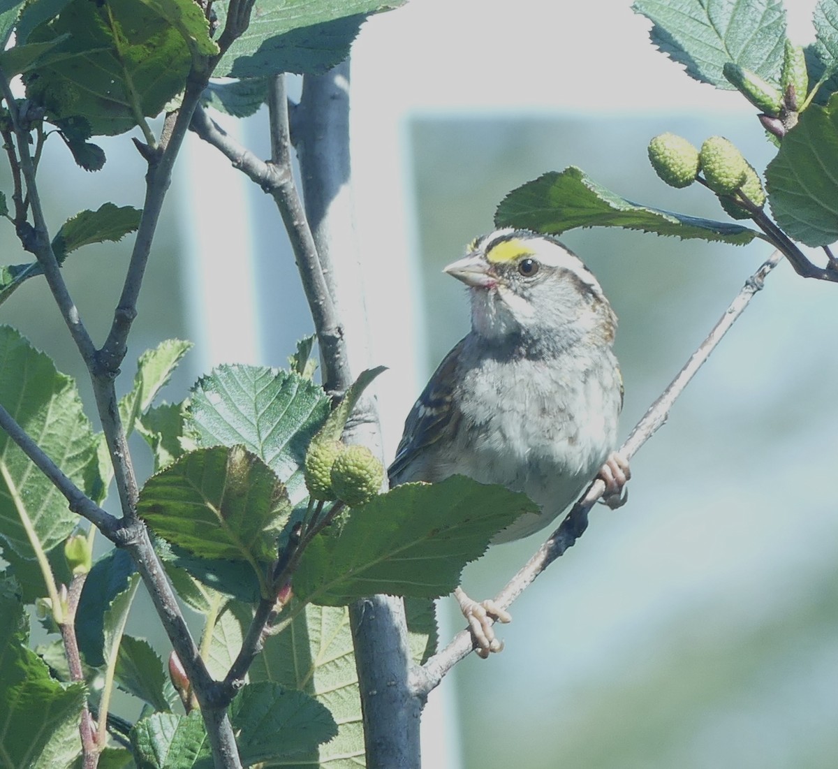 White-throated Sparrow - ML362244961