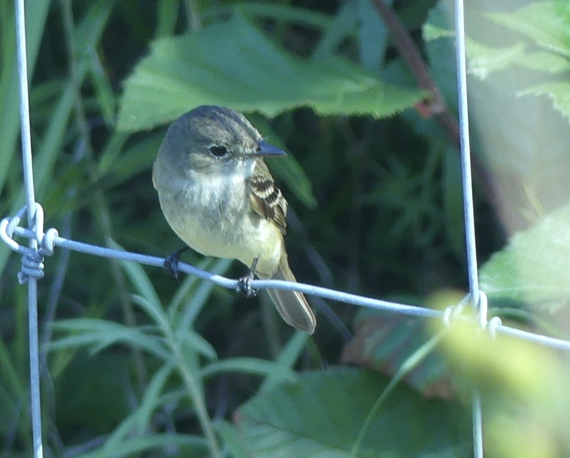 Alder Flycatcher - ML362244991