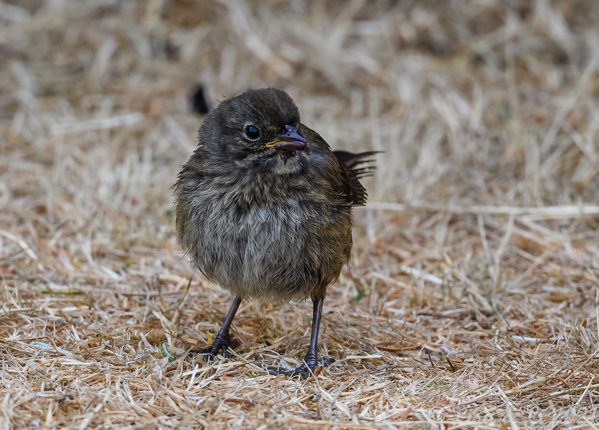 Song Sparrow - ML362245001