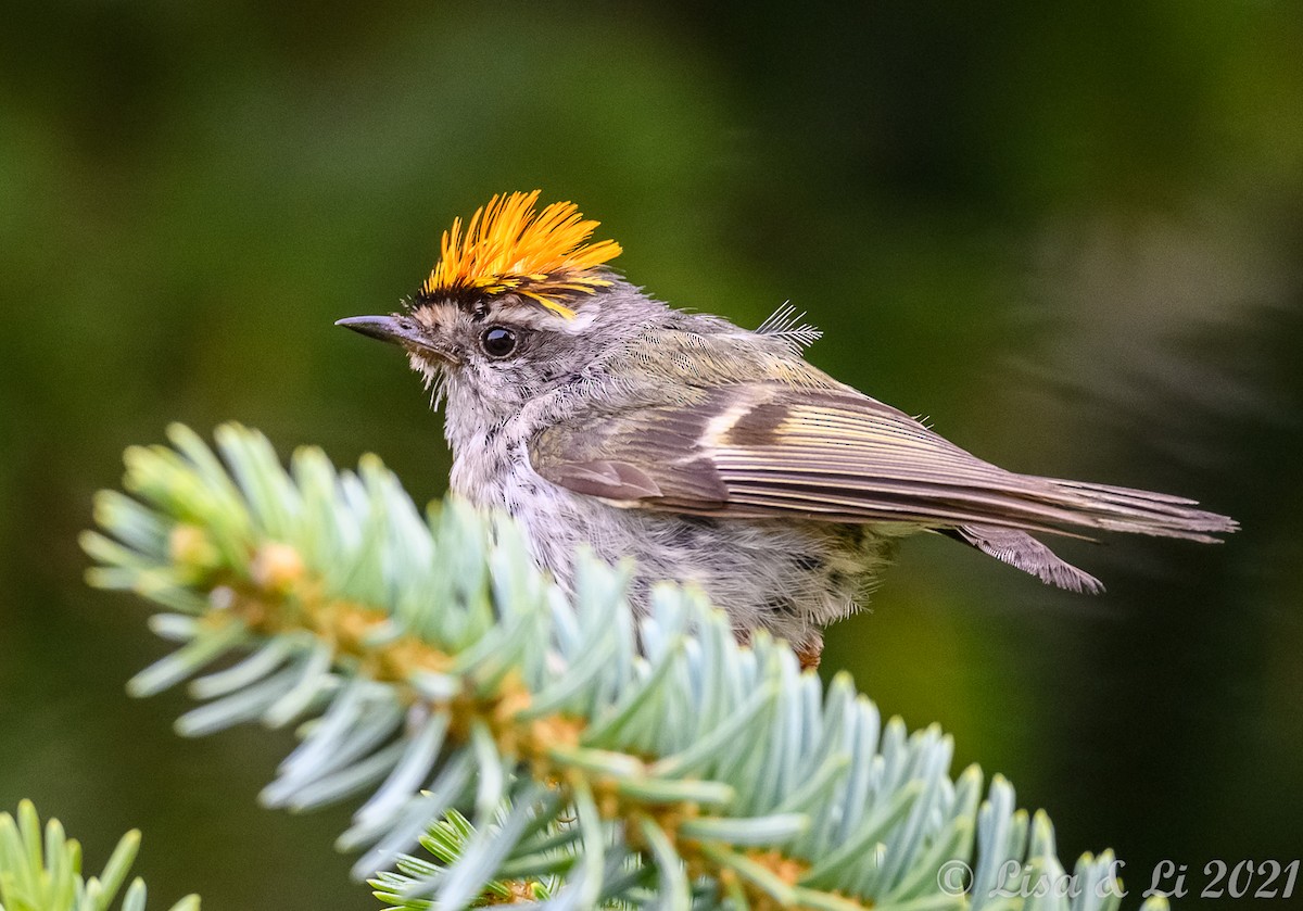 Golden-crowned Kinglet - ML362245381