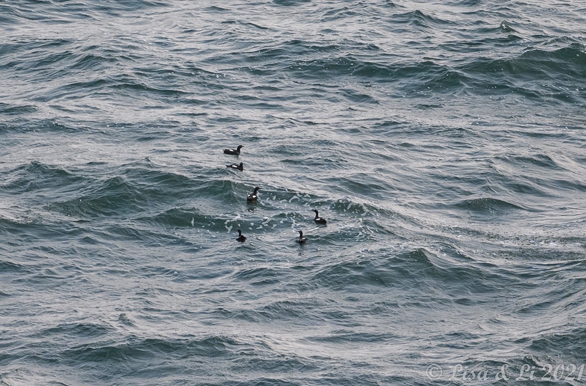 Pigeon Guillemot - ML362245431