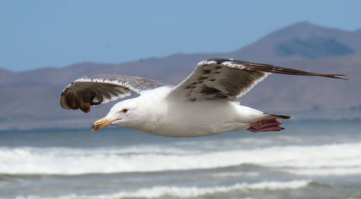 Western Gull - Long-eared Owl