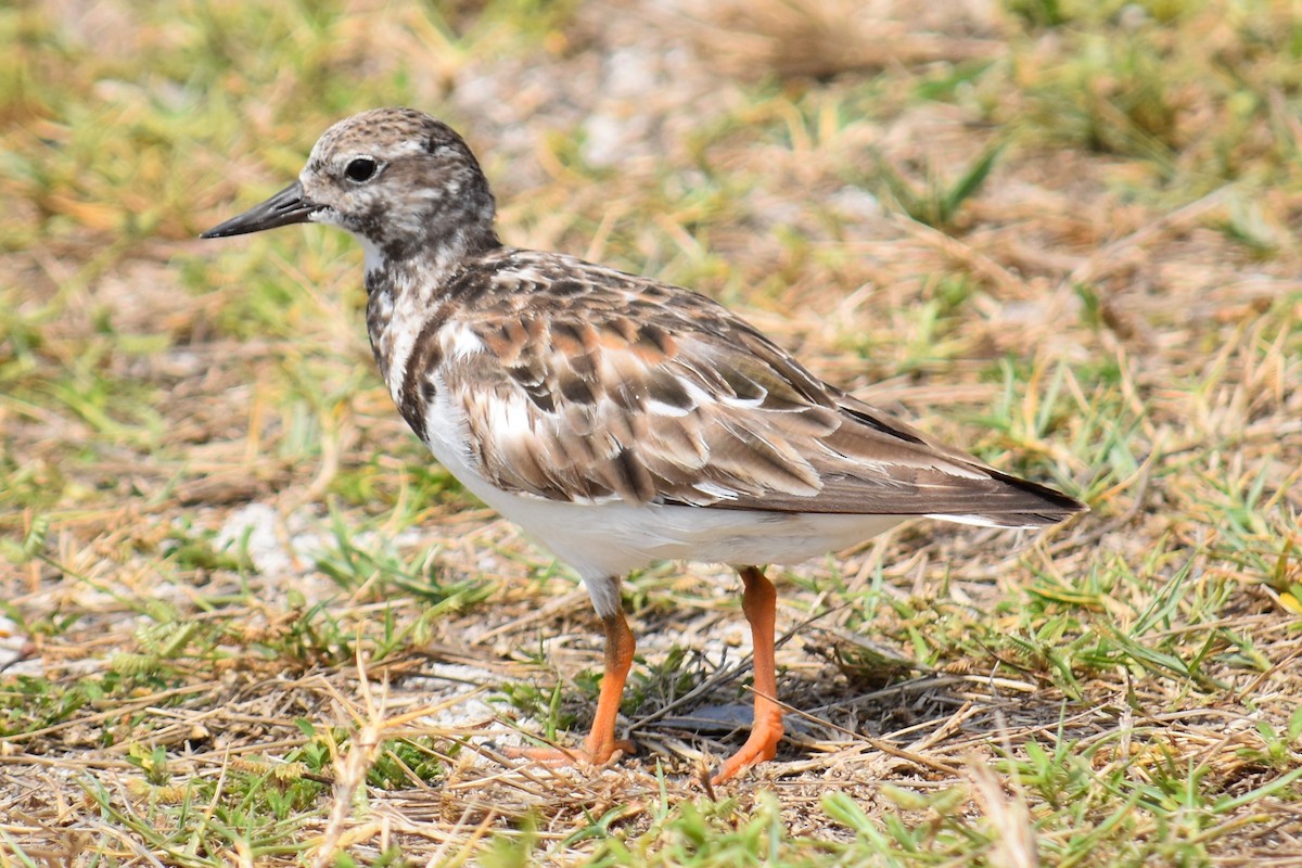 Ruddy Turnstone - Ryan Graves