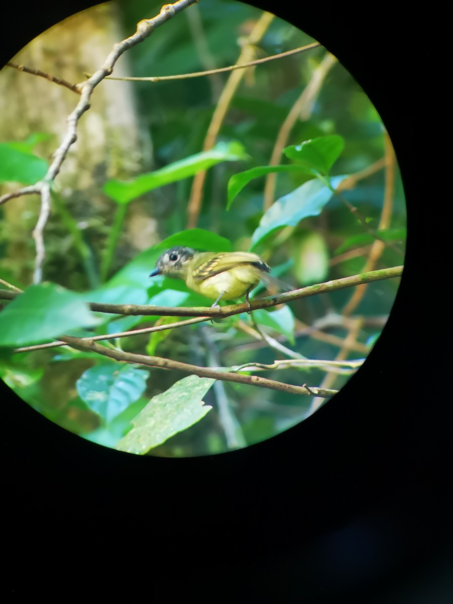 Slaty-capped Flycatcher - ML362247001