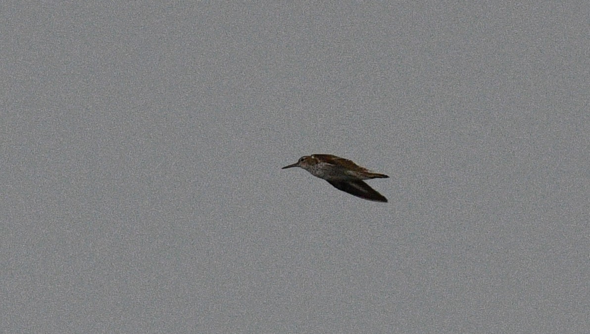 Spotted Sandpiper - ML362247371