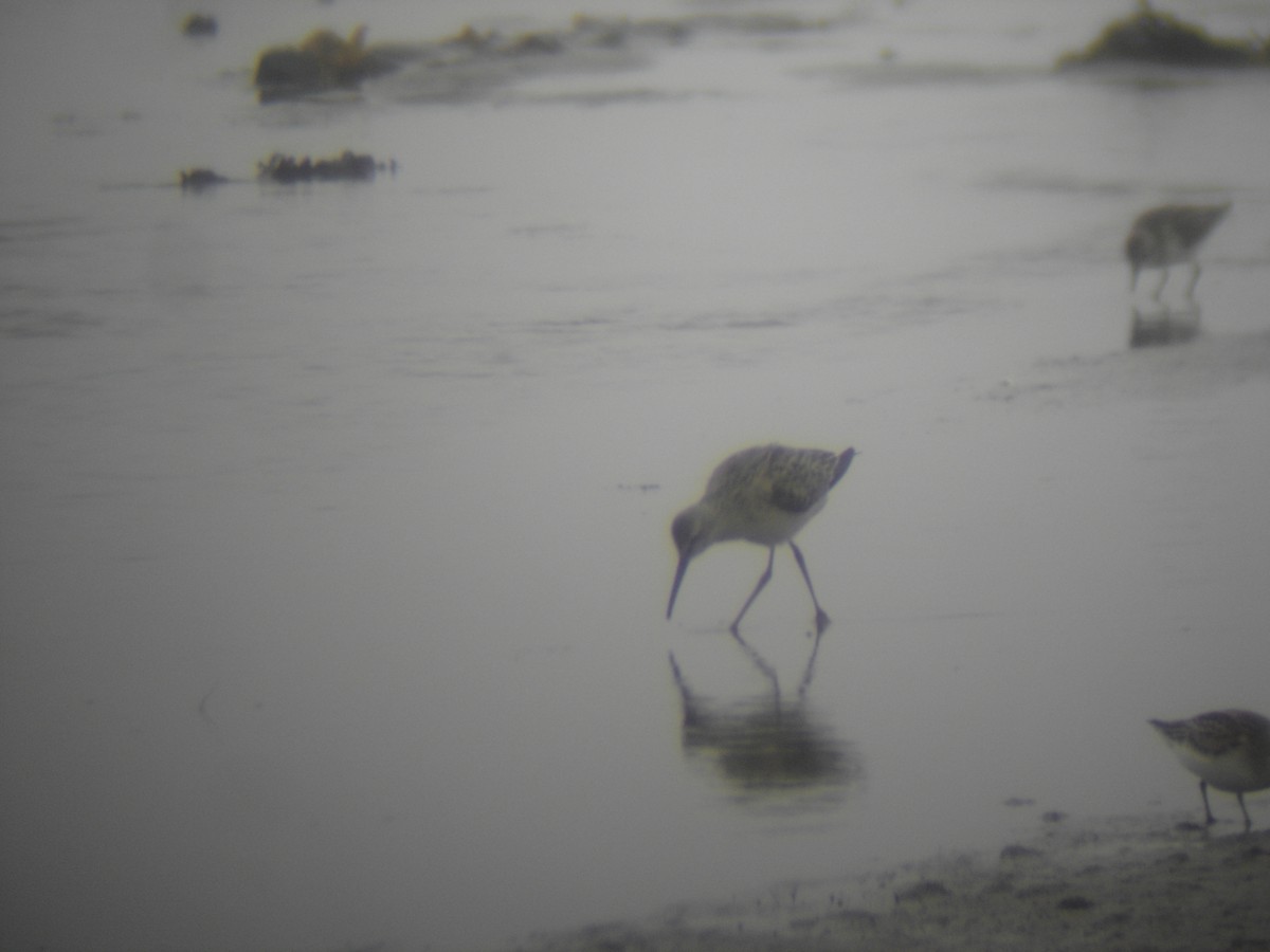 Stilt Sandpiper - Barry Southard