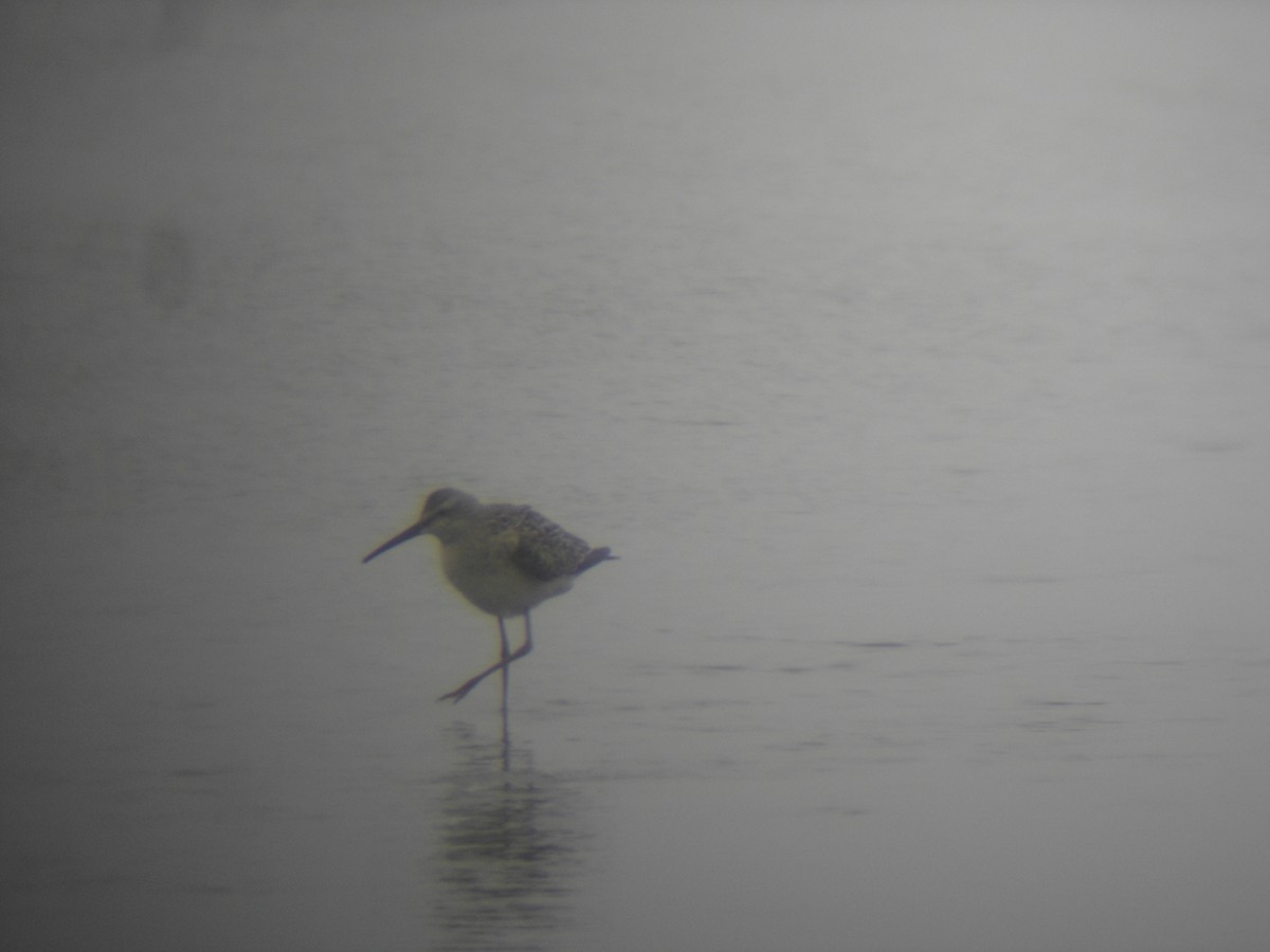 Stilt Sandpiper - Barry Southard