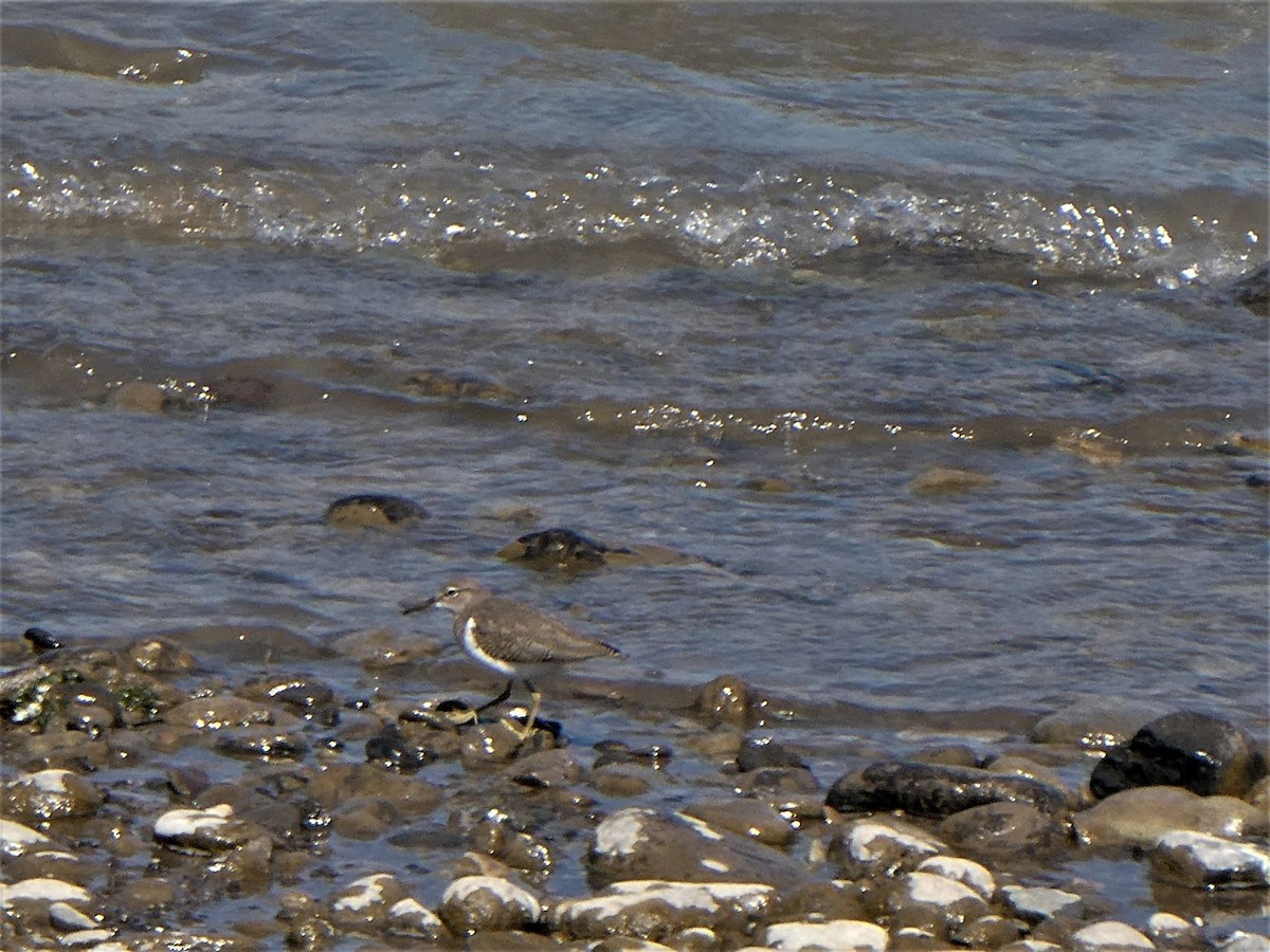 Spotted Sandpiper - ML362249281